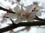 フユザクラ? フユザクラ?