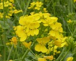 菜の花 菜の花