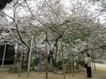 うば桜 うば桜