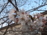 宮前川の桜開花 宮前川の桜開花