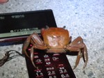 アカテガニ アカテガニ
