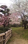 杖の渕公園の桜 杖の渕公園の桜