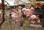 ボタンザクラ開花2日目 ボタンザクラ開花2日目