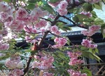 ボタンザクラ開花12日目 ボタンザクラ開花12日目