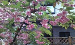 ボタンザクラ開花14日目 ボタンザクラ開花14日目