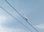 コサギ コサギ