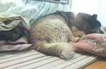 リンとコロ リンとコロ
