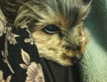 膝犬リン 膝犬リン