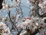 ソメイヨシノ ソメイヨシノ
