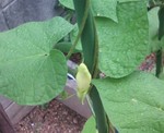 オーストラリアアサガオ蕾 オーストラリアアサガオ蕾