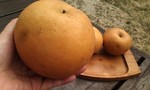 新高梨 新高梨