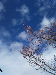 koshiji2017-04-18 koshiji2017-04-18