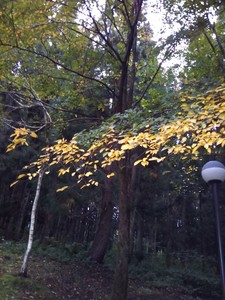 koshiji2017-10-06 koshiji2017-10-06