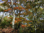 kuwachann2006-10-18 kuwachann2006-10-18