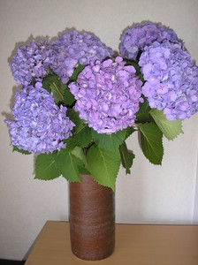 ¥¢¥¸¥µ¥¤¤Æ¤ó¤³À¹¤ê ¥¢¥¸¥µ¥¤¤Æ¤ó¤³À¹¤ê