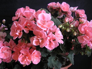 ¥¼¥é¥Ë¥¦¥à ¥¼¥é¥Ë¥¦¥à