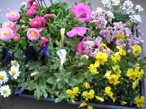 花の苗 花の苗