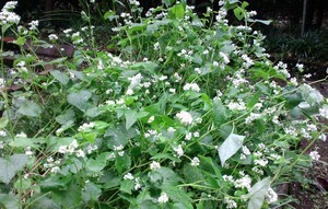 そばの花 そばの花