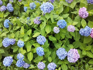 maru992018-05-23 maru992018-05-23