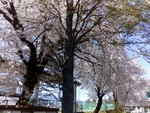 sakura sakura