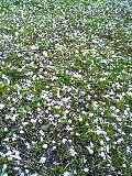 mmooh2006-04-16 mmooh2006-04-16