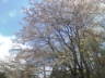 mogimasa2008-04-11 mogimasa2008-04-11