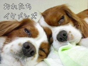 右が薫ちゃん、左が匂ちゃん 右が薫ちゃん、左が匂ちゃん