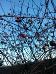mosshaven2017-01-16 mosshaven2017-01-16