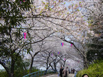 muraatsushi2005-04-11 muraatsushi2005-04-11