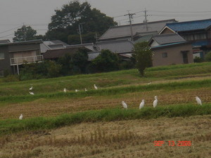 murakoujin2008-09-11 murakoujin2008-09-11