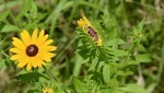 変な花 変な花