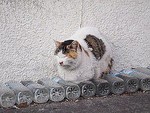 ペットボトルも無残に・・・ ペットボトルも無残に・・・