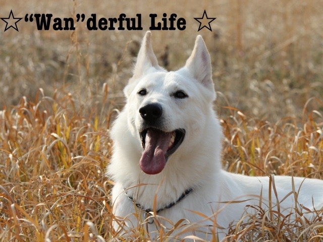 ☆“Wan”derful Life ☆ ワンダフルライフ from Five Star Kennel
