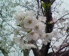 nohachan2007-04-14 nohachan2007-04-14