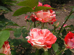 nohmin2006-06-06 nohmin2006-06-06