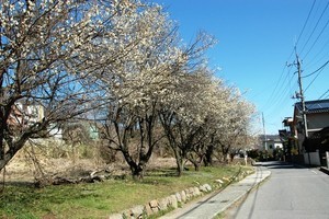 nonaka122014-03-15 nonaka122014-03-15