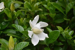 nonaka122015-06-23 nonaka122015-06-23