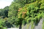 nonaka122015-09-15 nonaka122015-09-15