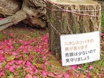 公園のミツバチ 公園のミツバチ