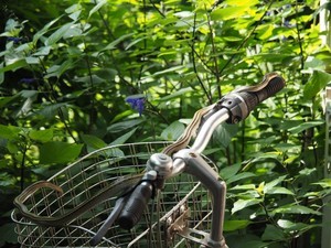nunon2017-06-18 nunon2017-06-18
