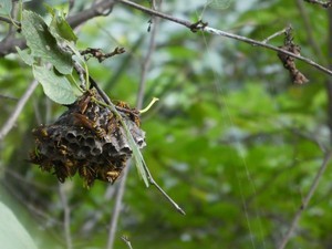 nunon2018-07-20 nunon2018-07-20