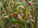終わってしまった茗荷藪 終わってしまった茗荷藪