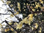 実家の蠟梅 実家の蠟梅