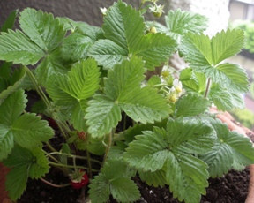wildstrawberry wildstrawberry
