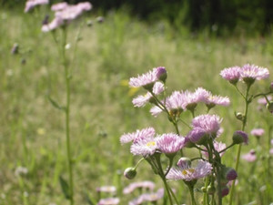 野の花^^。 野の花^^。