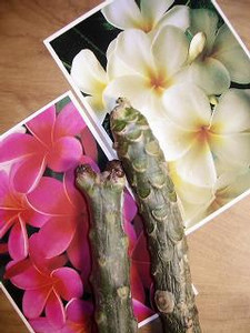 Plumeriaの花・・恋の花♪ Plumeriaの花・・恋の花♪