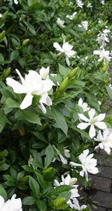雨の似合うかおり 雨の似合うかおり
