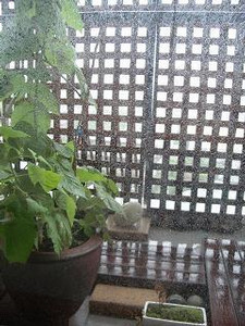 今日はお散歩は行きませんでした〜 今日はお散歩は行きませんでした〜