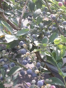 blueberryが鈴生り♪ blueberryが鈴生り♪