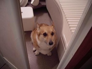 どないしはったんえ〜〜? どないしはったんえ〜〜?